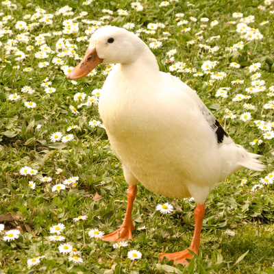 Piksu