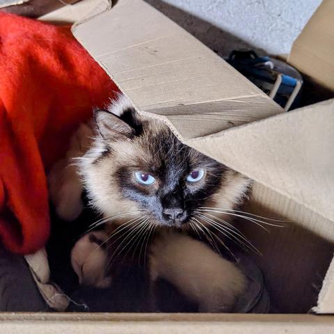 Photo d'une chatte dans un vieux carton avec une couverture et du bazar. Son regard perçant fusille la caméra et la détentrice de la-dite caméra (heureusement qu'elle ne peut pas tirer des lasers)
Derrière sa pâte avant, on distingue un chaton tout jeune qui tape sa meilleure siestoune