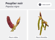 Les arbres à chatons - Les arbres à chatons