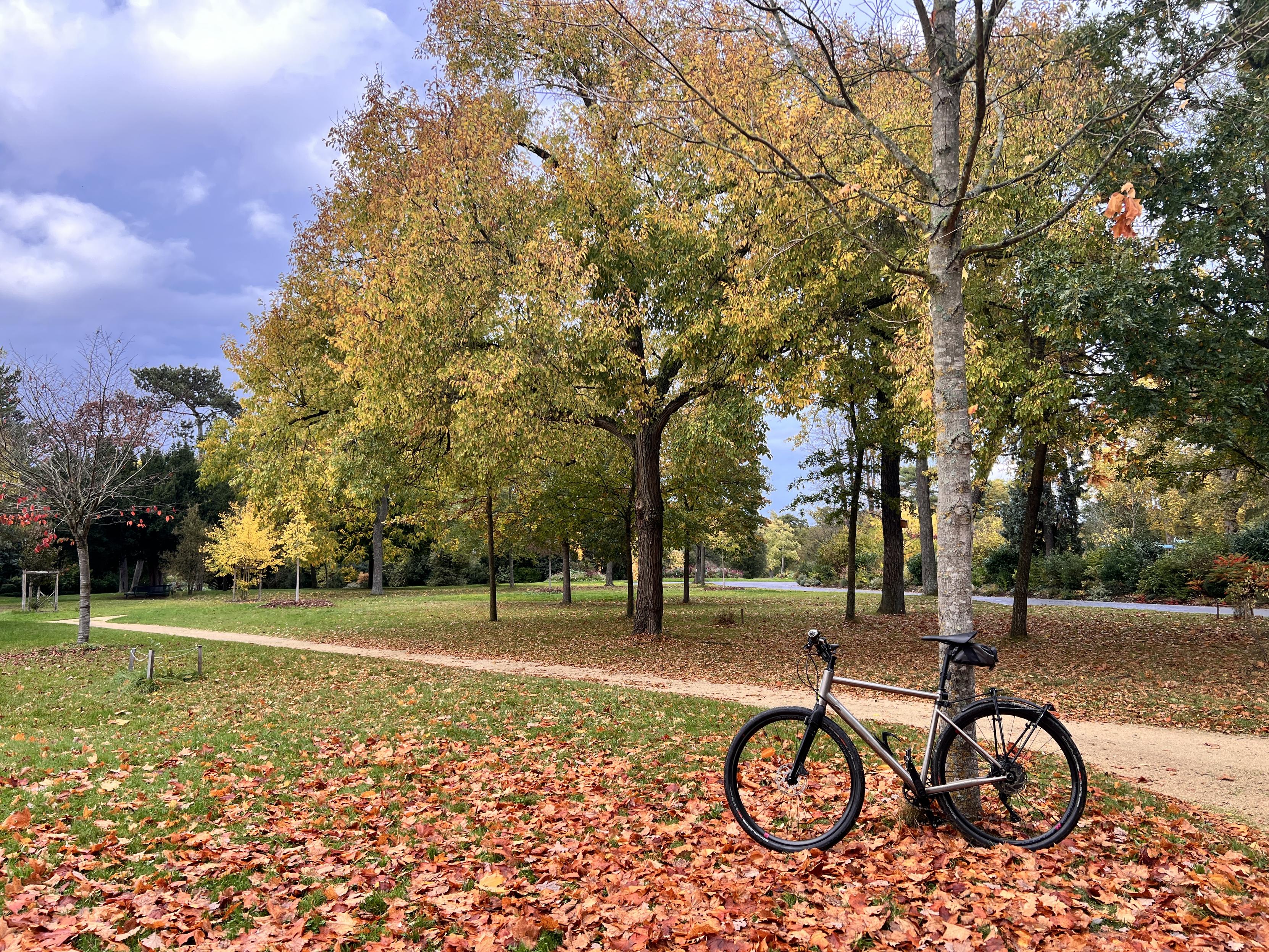 Vélo posé contre un arbre au milieu d’un lit de feuilles rouges