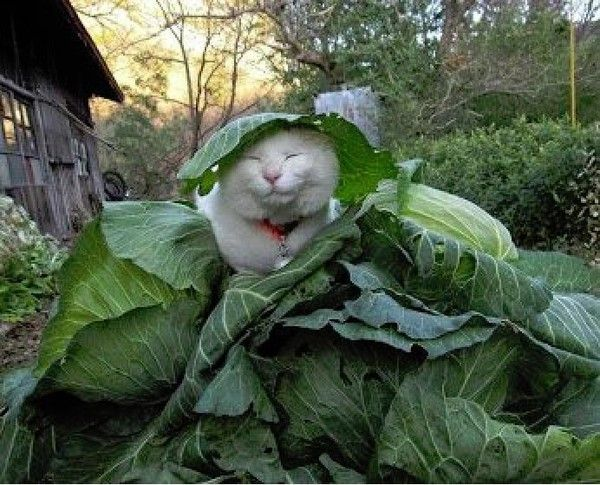 un chat blanc yeux clos dans des feuilles de chou