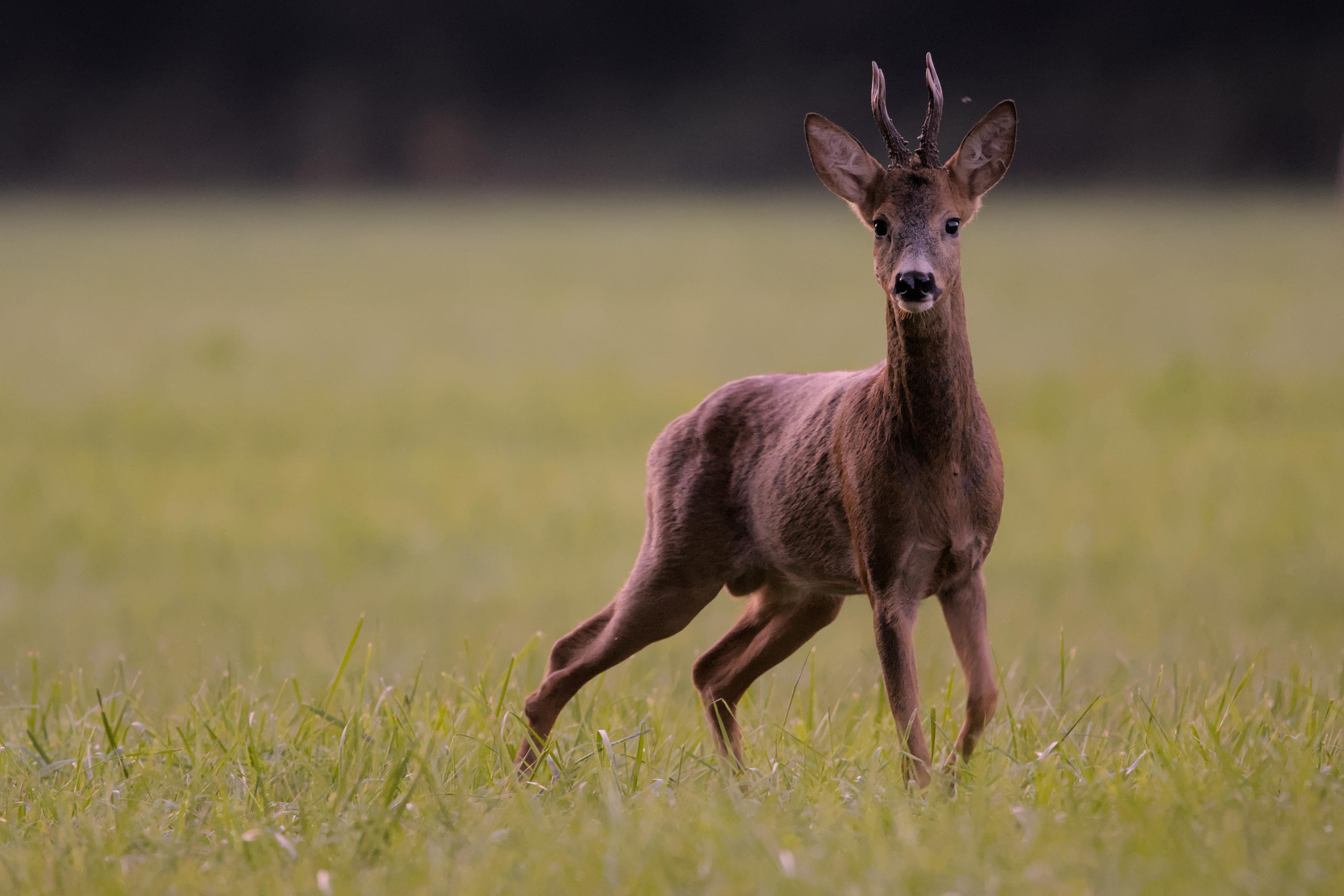 Photo d'un chevreuil en pied à quelques mètres dans un champ