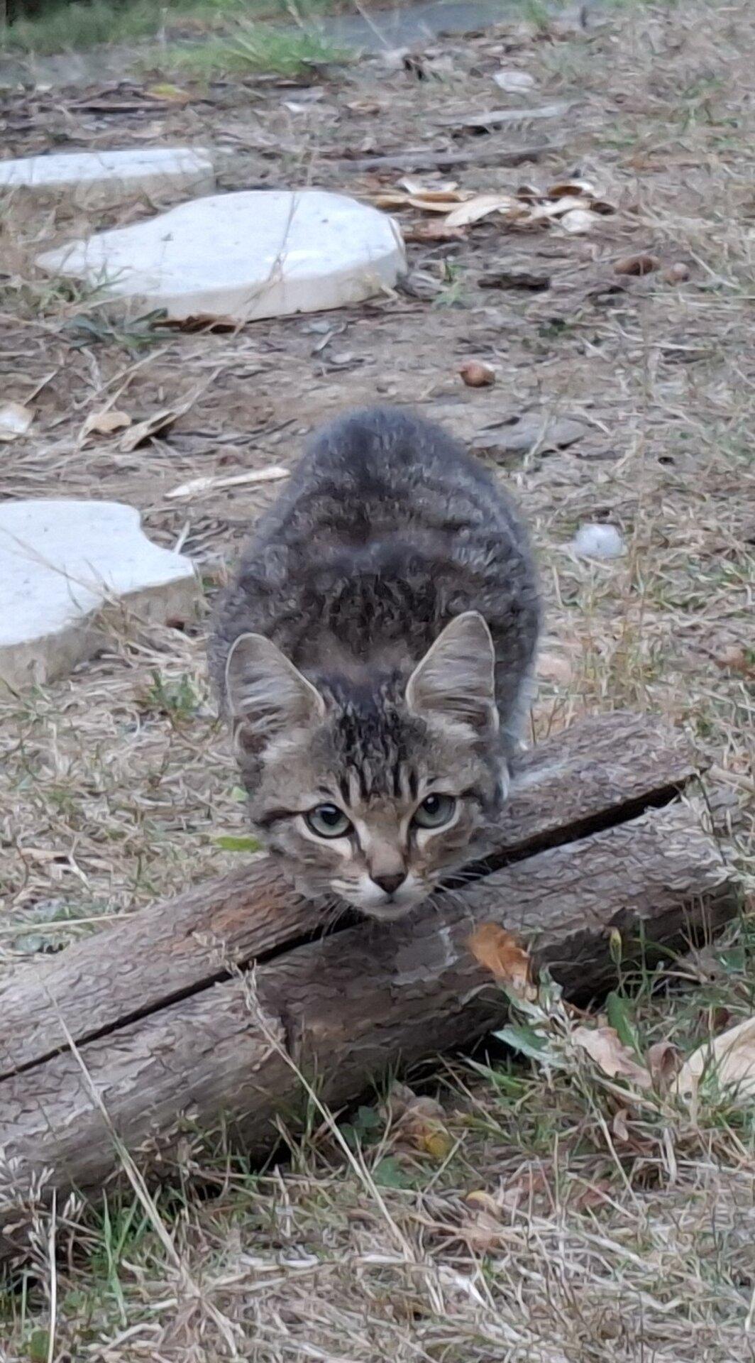 A stray kitten, grey/brown fur with stripes: the "standard model", except little eyebrows-like over the eyes.