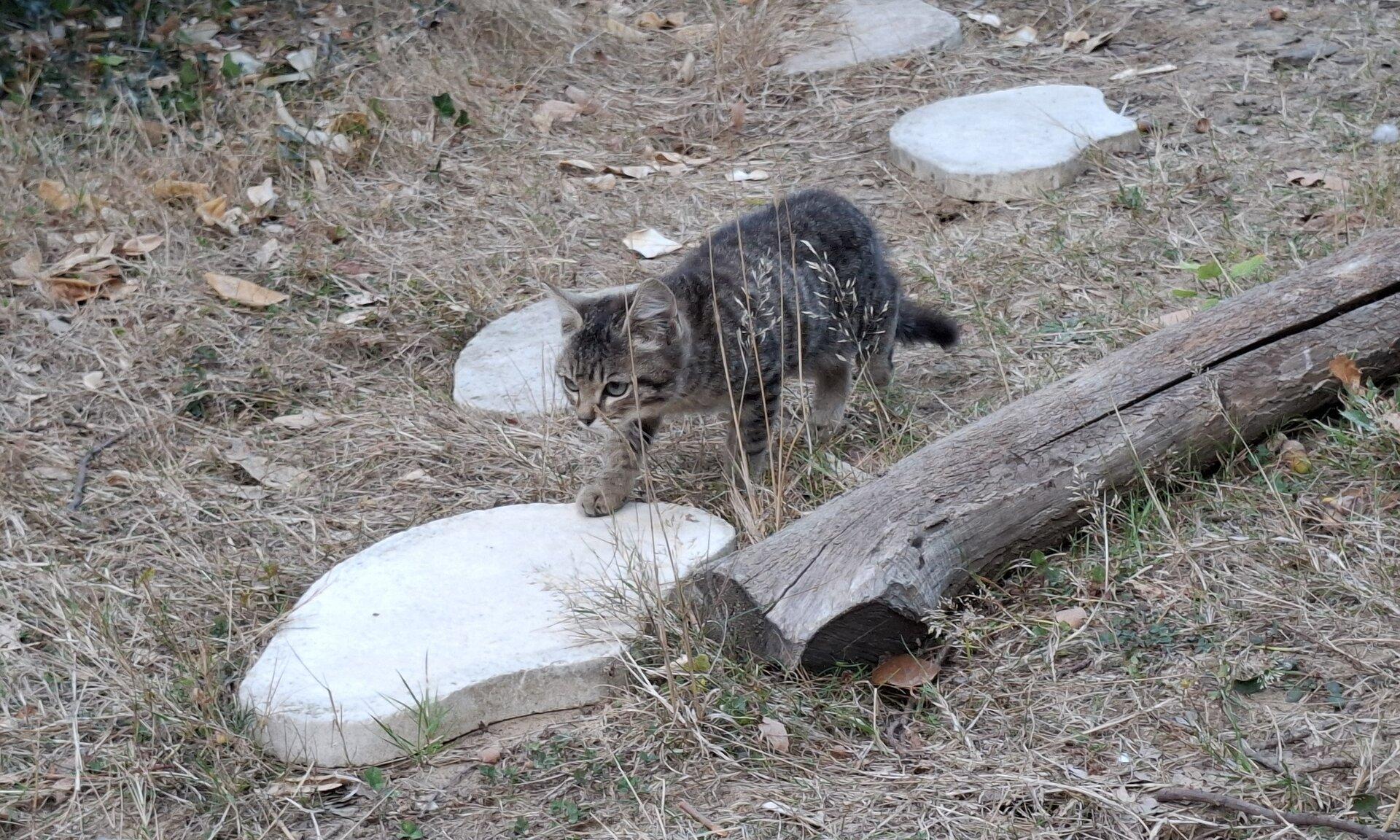 A little stray kitten, from distance, walking to me. Still shaking, defensive, and puffy tail.