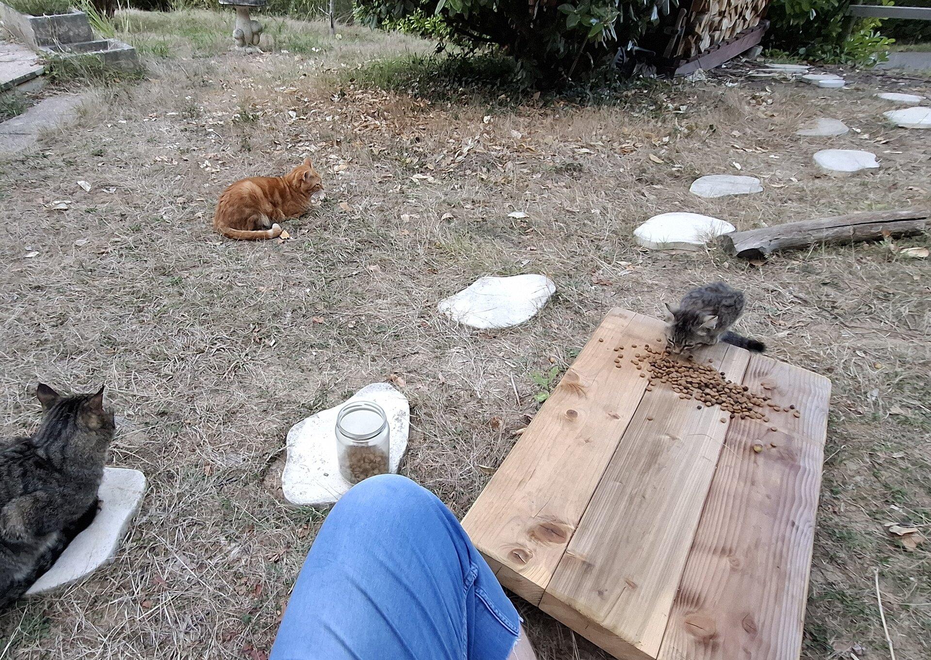 A low table I built near the ground is in front of me (POV shot, one of my leg in a pair of jean in foreground). It's the place I setup for they get used to eat. Around me, my guards: Noutti my red tabby cat, and Geuloush a standard model. Other cats, Tigrette and Miolek are also around, they are learning to let this intruder enter their circle.